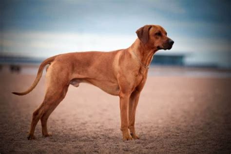 rhodesian ridgeback ultimate guide temperament personality