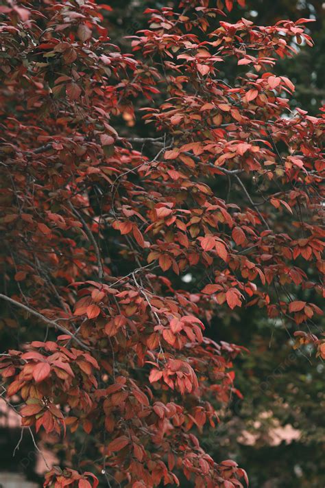Summer Red Leaves Purple Leaf Plum Desktop Wallpaper Photography