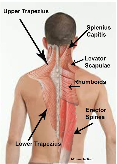 Posterior Neck Muscles