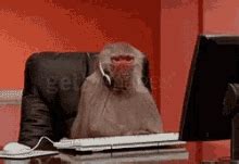 Monkey Working GIFs | Tenor