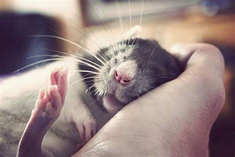 Eddy Choice: Cutest Rat in the World
