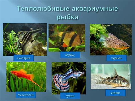Экосистема аквариума - Презентации по биологии