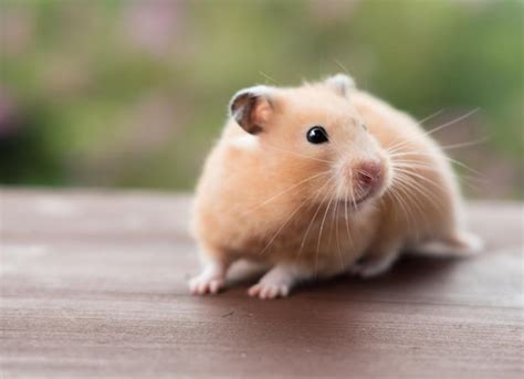 Discover The Beauty Of Syrian Hamsters: The Golden Species