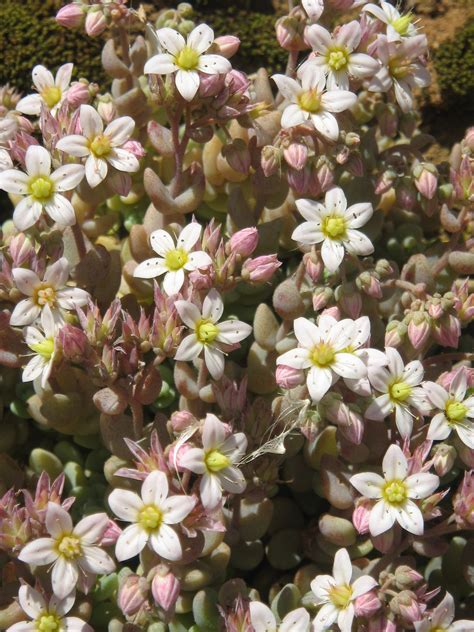 "Sedum phlox creeping sea, creeping sedum ground cover. talambuhay ni