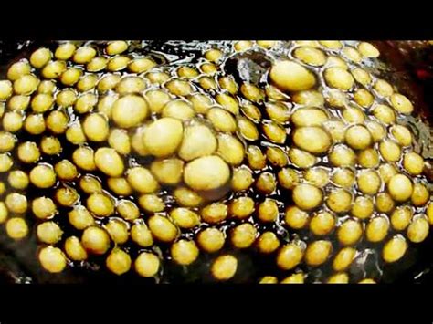 Trypophobia Animals! Spiders, Surinam Toads & Snakes - YouTube