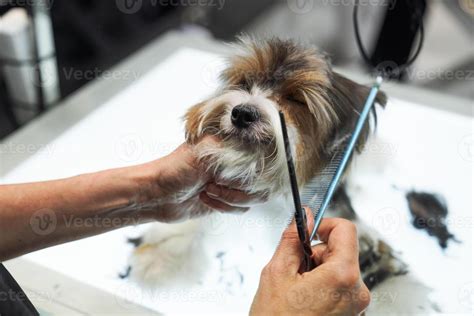 how to cut my dog hair at home