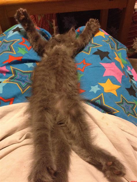 Awww So Cute | Cute cats HQ - Pictures of cute cats and kittens Free ...