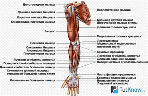 Строение рук