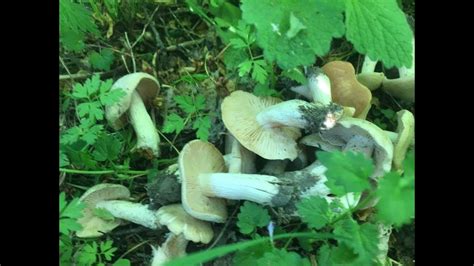 Энтолома садовая 2018 / Entoloma clypeatum 2018/ Грибы в мае 2018 - YouTube