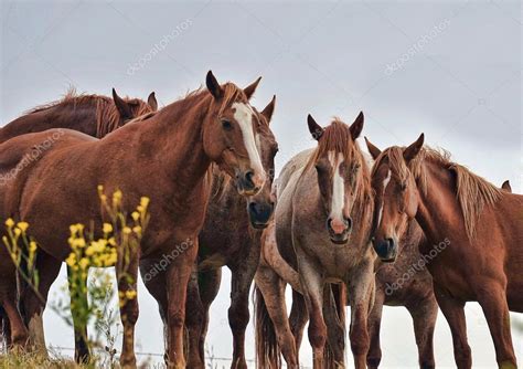 American wild mustang horses — Stock Photo © alancrosthwaite #14074268