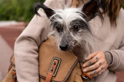 Small Ugly Dog Images - Free Download on Freepik