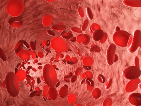 Niedrige Erythrozyten-Werte beim Hund » Tierischehelden.de