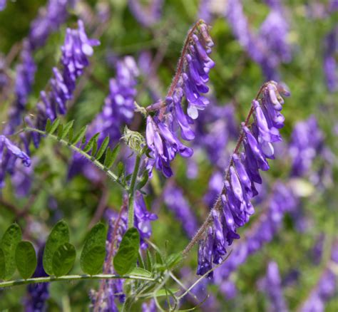 Hairy Vetch - Monarch Milkweed Seeds