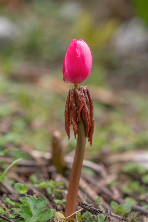 Licorice Plant (Helichrysum petiolare) | morten ross