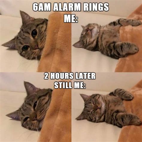 Cat Memes 2024 Clean - Helsa Vivienne
