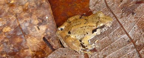 World's Tiniest Fanged Frog Species Found Lurking in The Indonesian ...