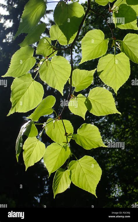 Tilia cordata hi-res stock photography and images - Alamy