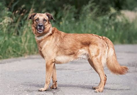 German Shepherd Golden Retriever Mix: 15 Facts | German Shepherd Country