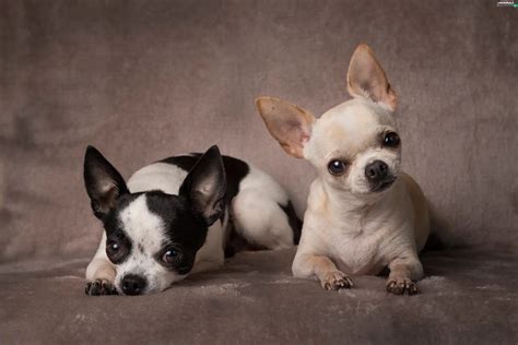 Two cars, puppies, Short-haired Chihuahua, Dogs - Animals wallpapers: 3840x2560