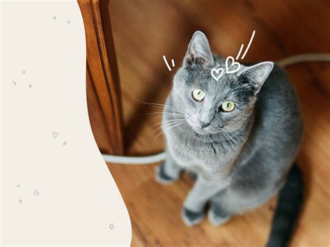 Download Russian Blue Cat Pictures | Wallpapers.com