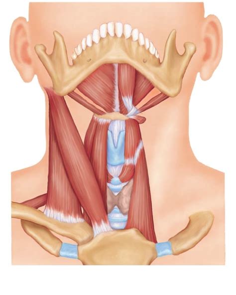 Neck Muscles Diagram | Quizlet