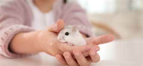 Leucistic Sugar Glider: A Unique Pet Experience | Own Your Pet