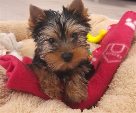 YORKSHIRE TERRIER MINI