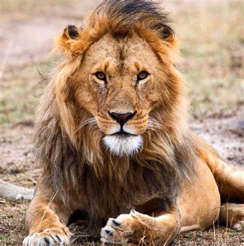 Pin by roody2 on Pets | Lion love, Lion cat, Lion