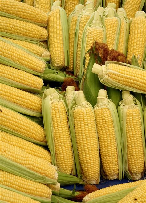 dent flint  sweet corn whats  difference rohrer seeds