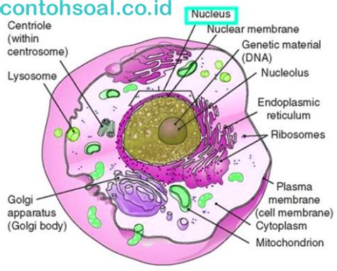 fungsi nukleus pengertian gambar membran bagian  macamnya