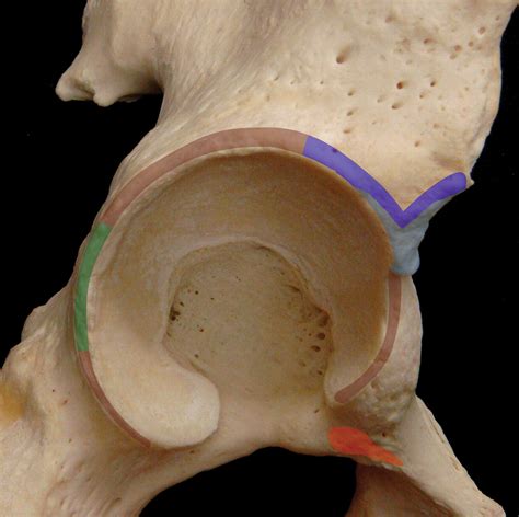 Capsular Ligaments of the Hip: Anatomic, Histologic, and Positional