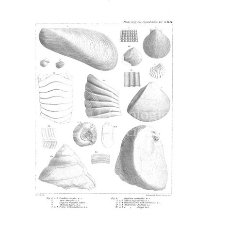 Fossil molluscaGeological Society Picture Library