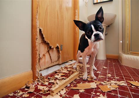 How to Teach a Puppy Not to Bite or Destructively Chew - Animal Care Center