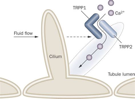 role  transient receptor potential channels  kidney disease