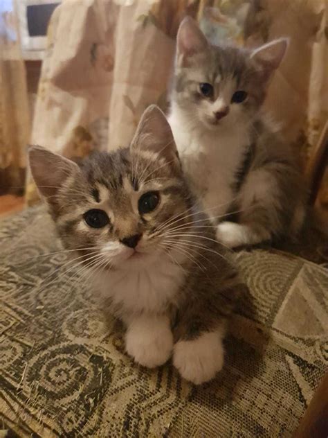 Котята в добрые руки | Пикабу