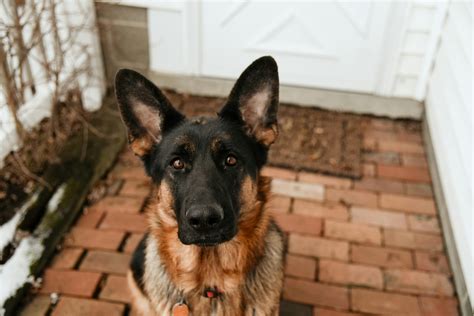 German Shepherds Dog Photos, Download The BEST Free German Shepherds