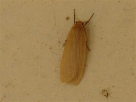 Lithosia by Ravindranath Shanmugam on 4 March 2009