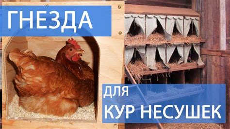 О гнездах и насестах для кур несушек: как сделать своими руками и ...
