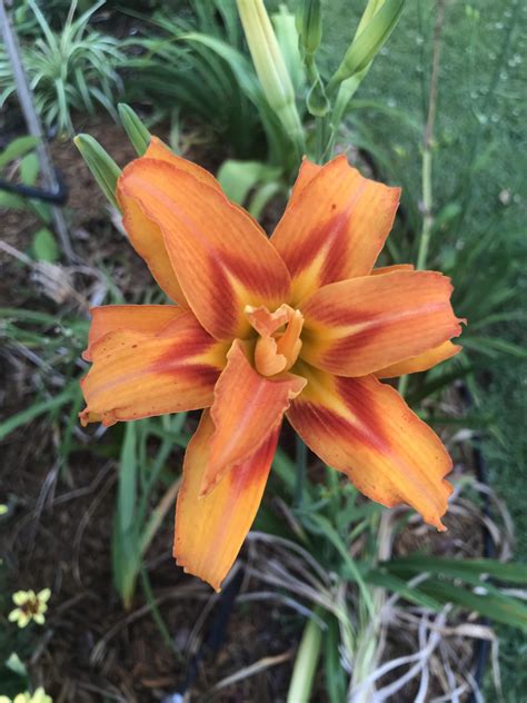 These were a big inspiration in naming my daughter Lillie. : r/gardening