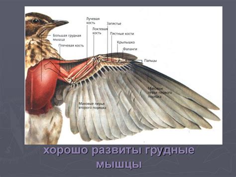 Класс Птицы. Общая характеристика - презентация онлайн