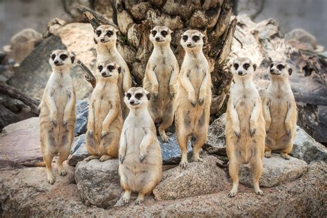 Suricate - características, reprodução, ecologia e fotos - Biologia ...