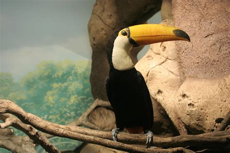 Bird, Toucan, Beak, Sitting wallpaper - Coolwallpapers.me!