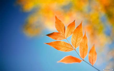 Wallpaper Themes (61+ images)