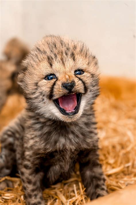 Cheetah Cubs at Tanganyika: The Role of Zoos in Conservation