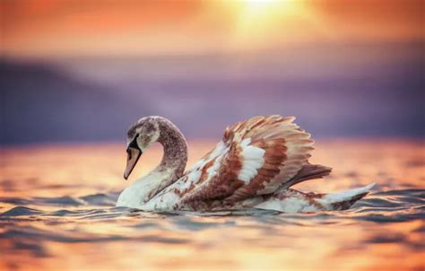 Wallpaper water, sunset, bird, Swan, Valentin Valkov for mobile and ...