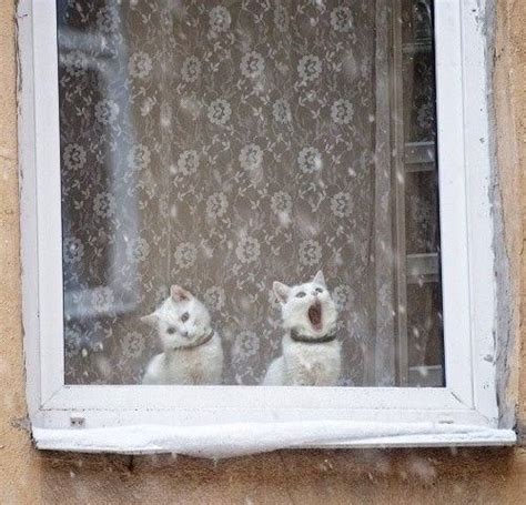 Pin on Збережені з vk | Cats, Crazy cats, Cute cats