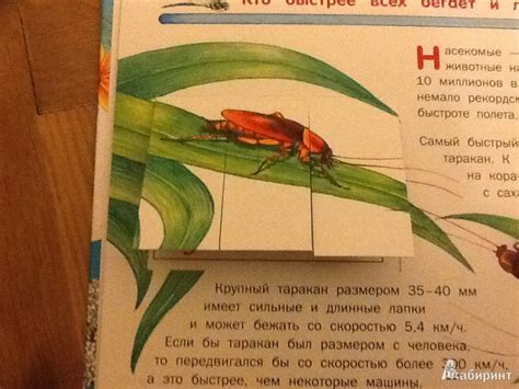 Книга: Насекомые - Владимир Горбатовский. Купить книгу, читать рецензии ...