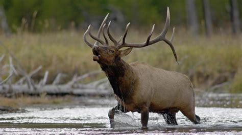 4K Elk Wallpapers - Top Free 4K Elk Backgrounds - WallpaperAccess