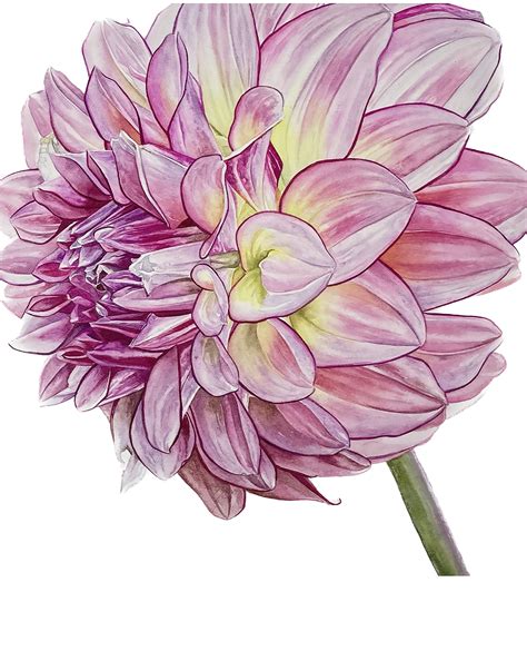 brilliant kas mocha katie dahlia watercolor print  etsy