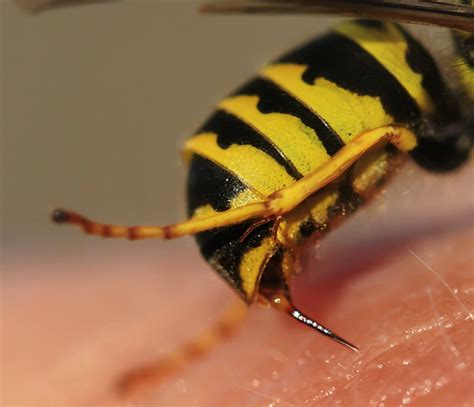 Yellow Jackets vs. Honey Bees - Bee Removal Specialist